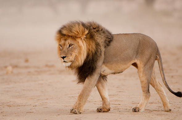 black-maned-lion-shem-compion-590x390.jpg